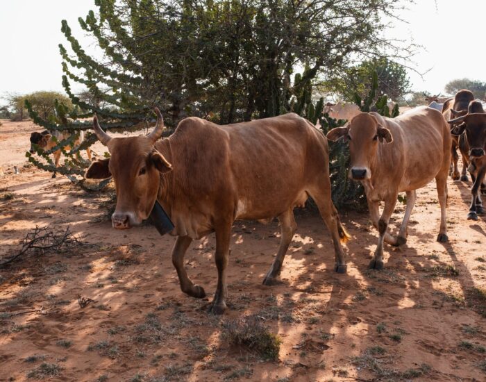 maasai cows