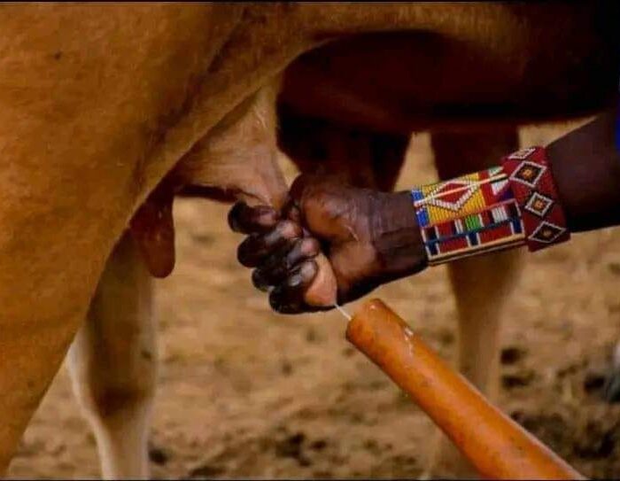 milking Milking cows